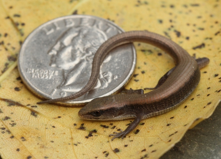 Northern Alligator Lizard
